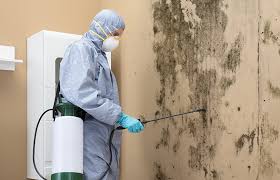 Best Basement Mold Removal  in Findlay, OH